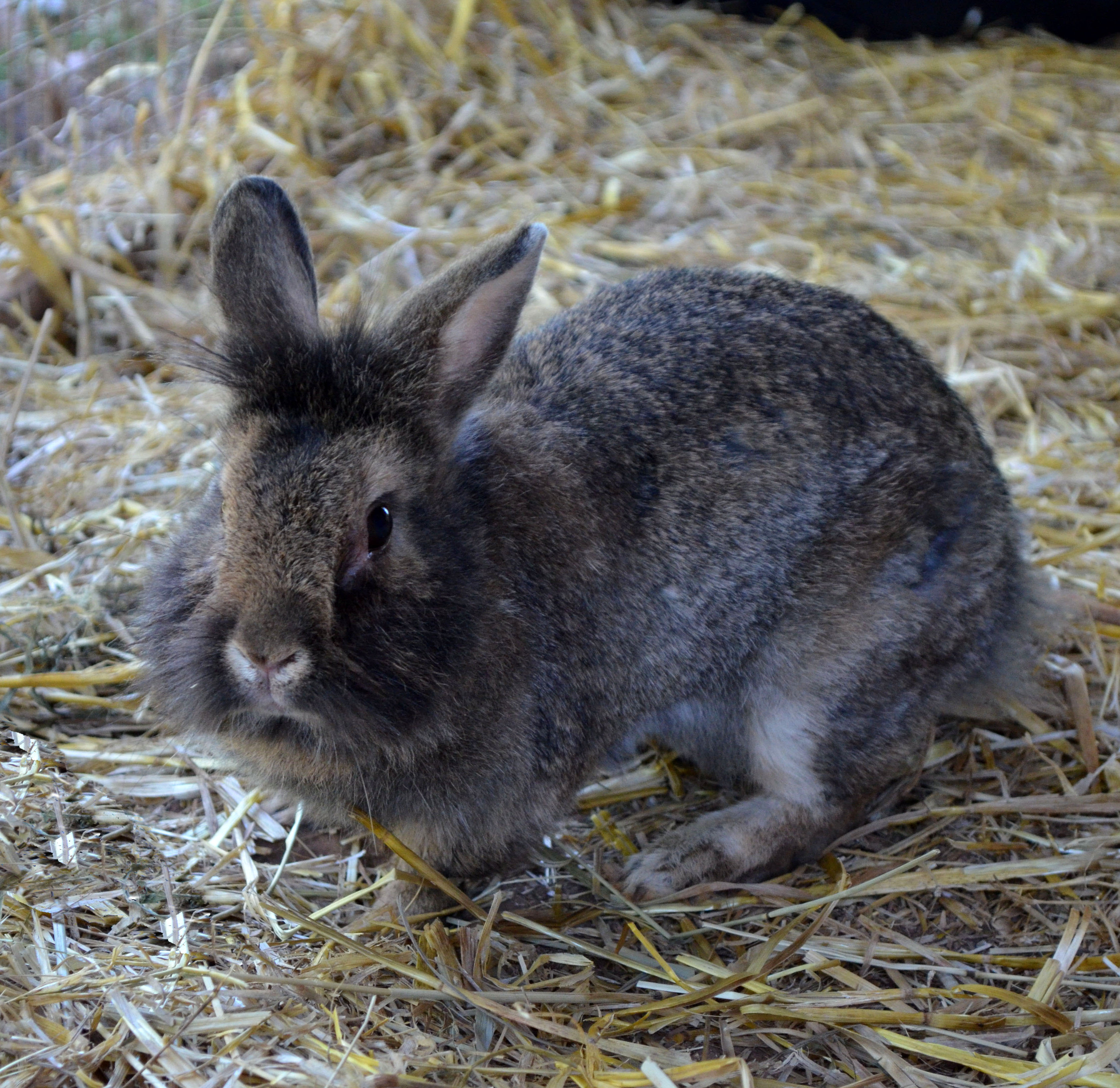 bella | Poplar Spring Animal Sanctuary