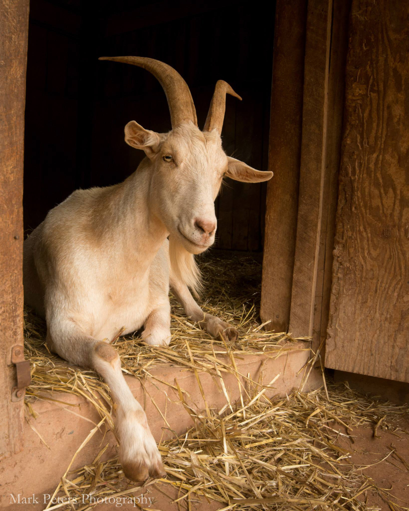 Malcolm | Poplar Spring Animal Sanctuary